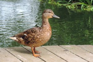 Commercial Business Residential Landscape Water Feature Services Corvallis Albany Salem Portland Oregon 1