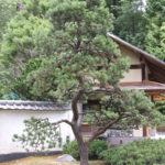 Corvallis Landscaper, Landscape Design with Accents, Bonsai Trees and Services, Corvallis Oregon