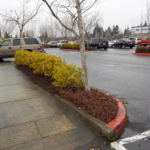 Commercial Property Cleanup and Landscaping Maintenance at Home Depot, Philomath, Corvallis, Lebanon, Eugene, Springfield, Albany, Salem, Portland, Oregon 27
