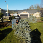 Philomath Landscaping, Tree Removal, Stump Grinding Project, Philomath Oregon