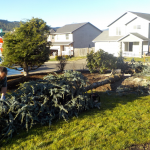 Philomath Landscaping, Tree Removal, Stump Grinding Project, Philomath Oregon